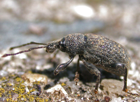 Black Vine Weevil Black Vine Weevil